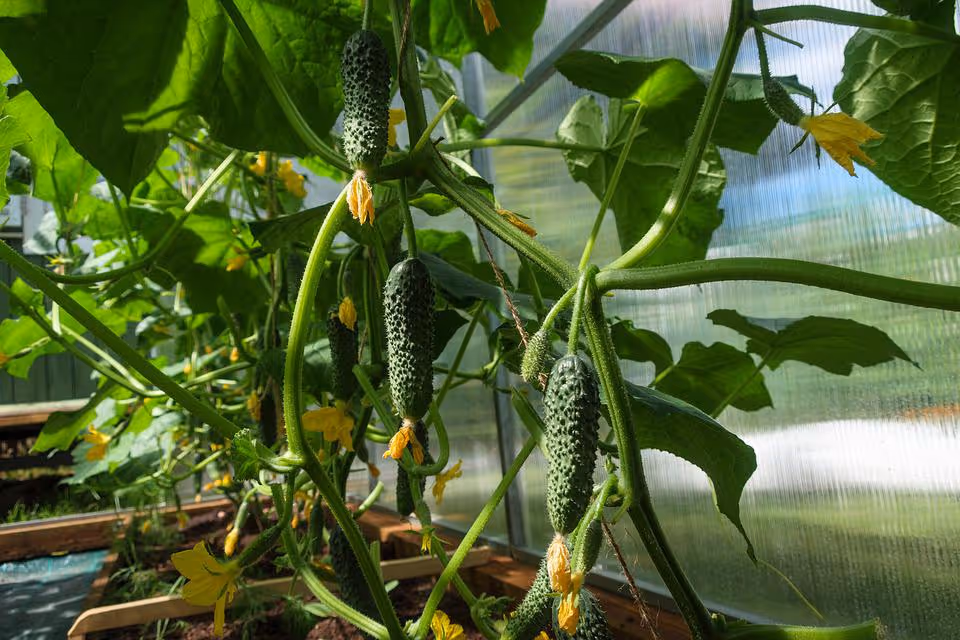 Healthy cucumber plants growing in a garden.