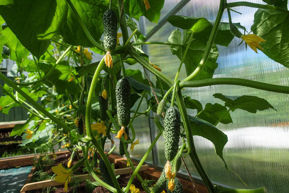 Healthy cucumber plants growing in a garden.