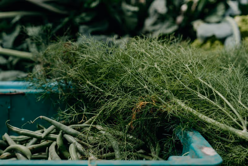 Fresh dill growing in a garden.