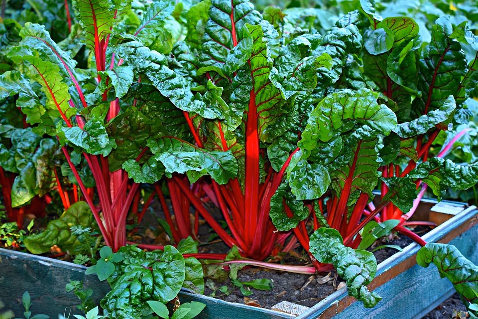 Swiss chard growing in a garden bed.