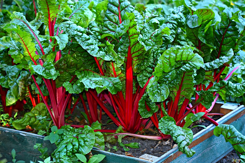 Swiss chard growing in a garden bed.