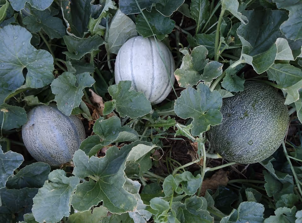 Cantaloupes growing on vines in a garden.
