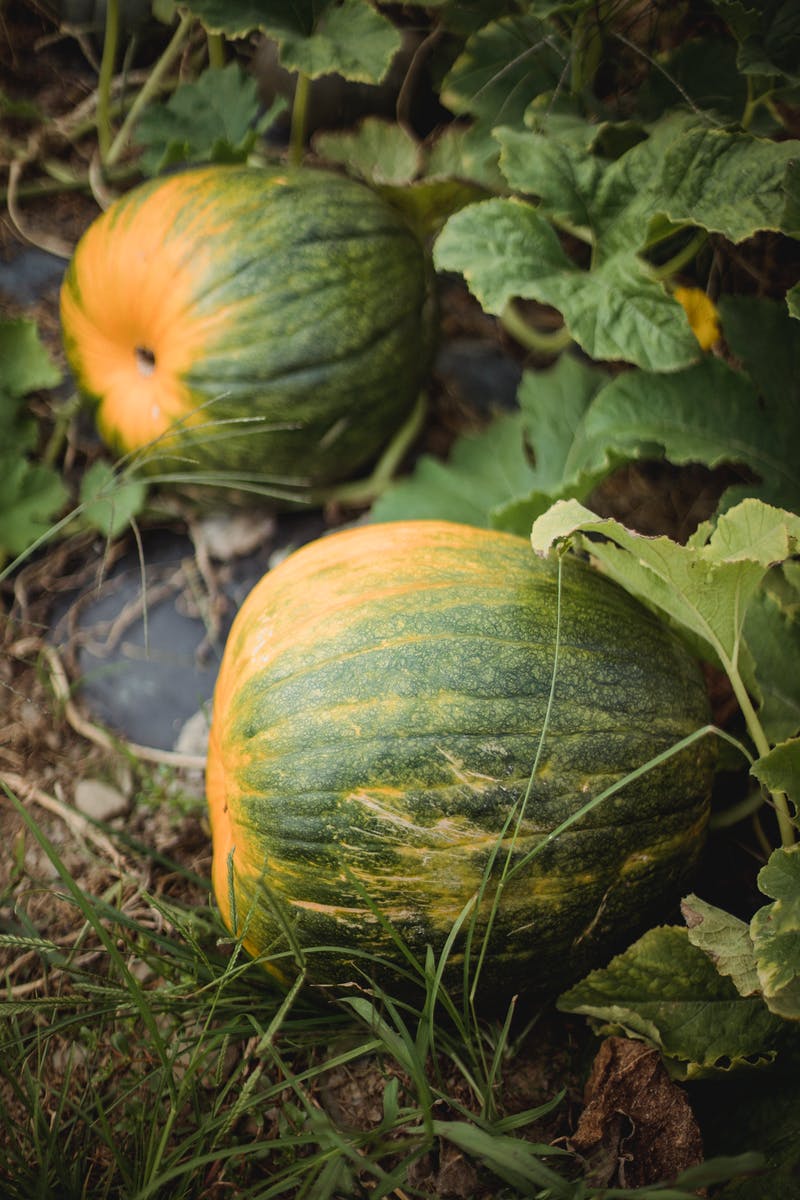 Pumpkins growing on vines in a garden.