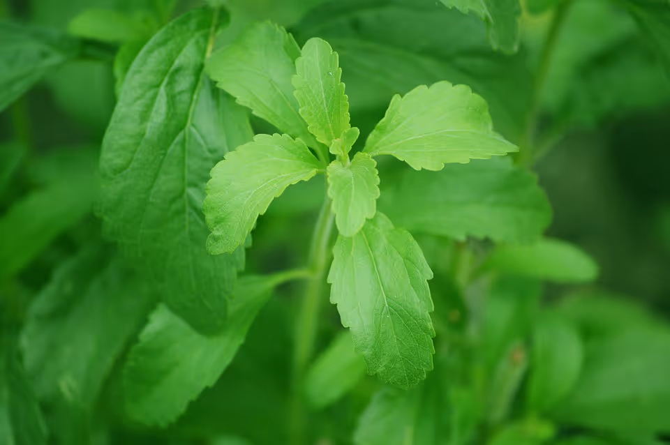 Green stevia plant growing in garden soil.