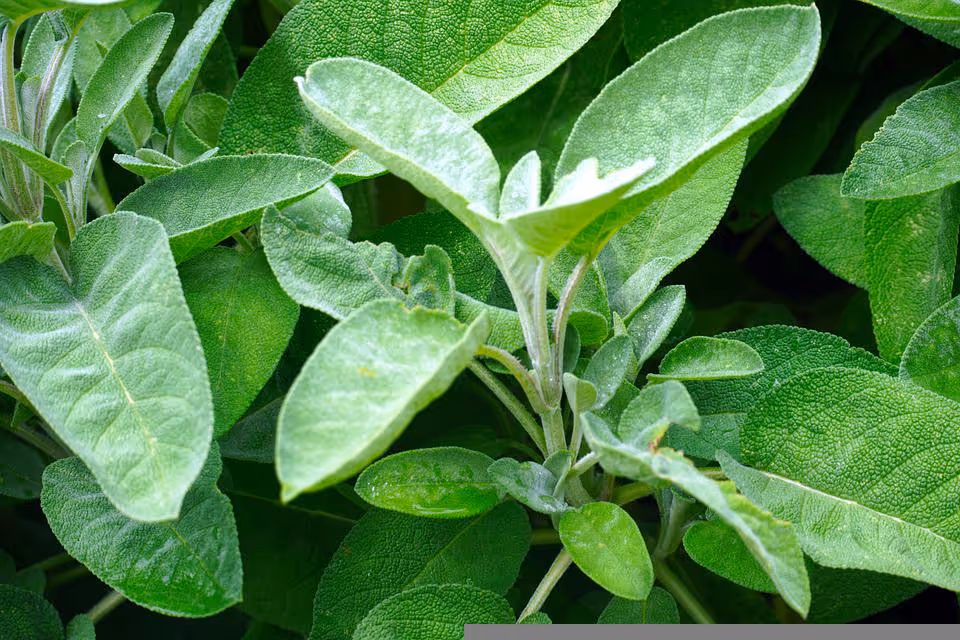 Sage plants growing in a garden.