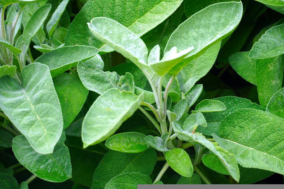 Sage plants growing in a garden.