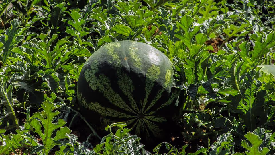 Watermelon growing on the vine in a garden.