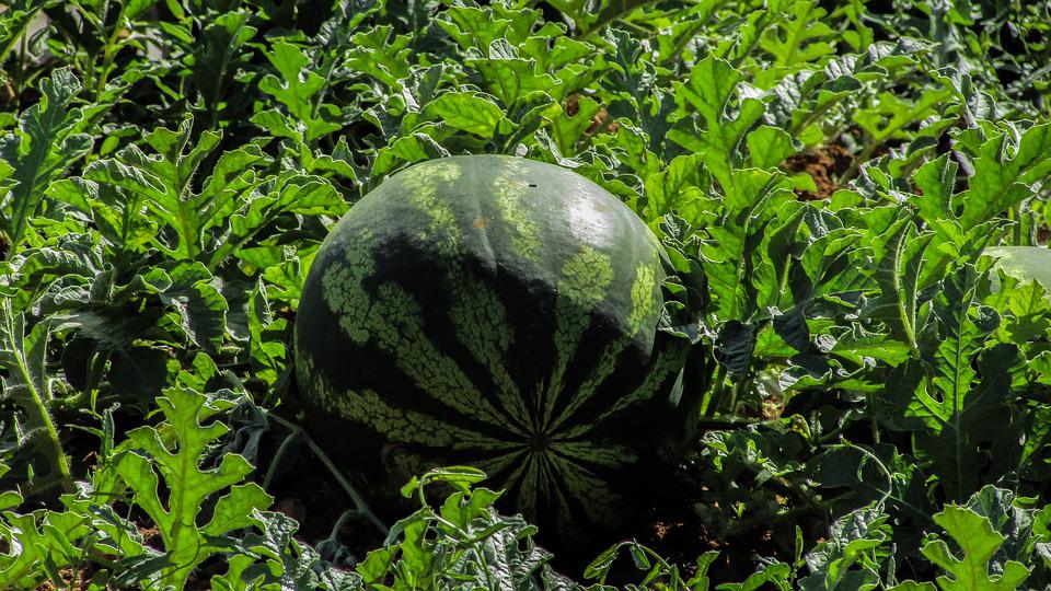 Watermelon growing on the vine in a garden.