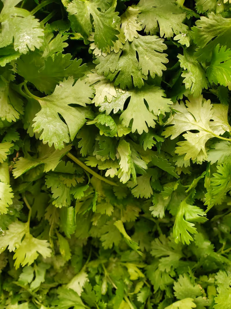 Fresh cilantro growing in a garden.