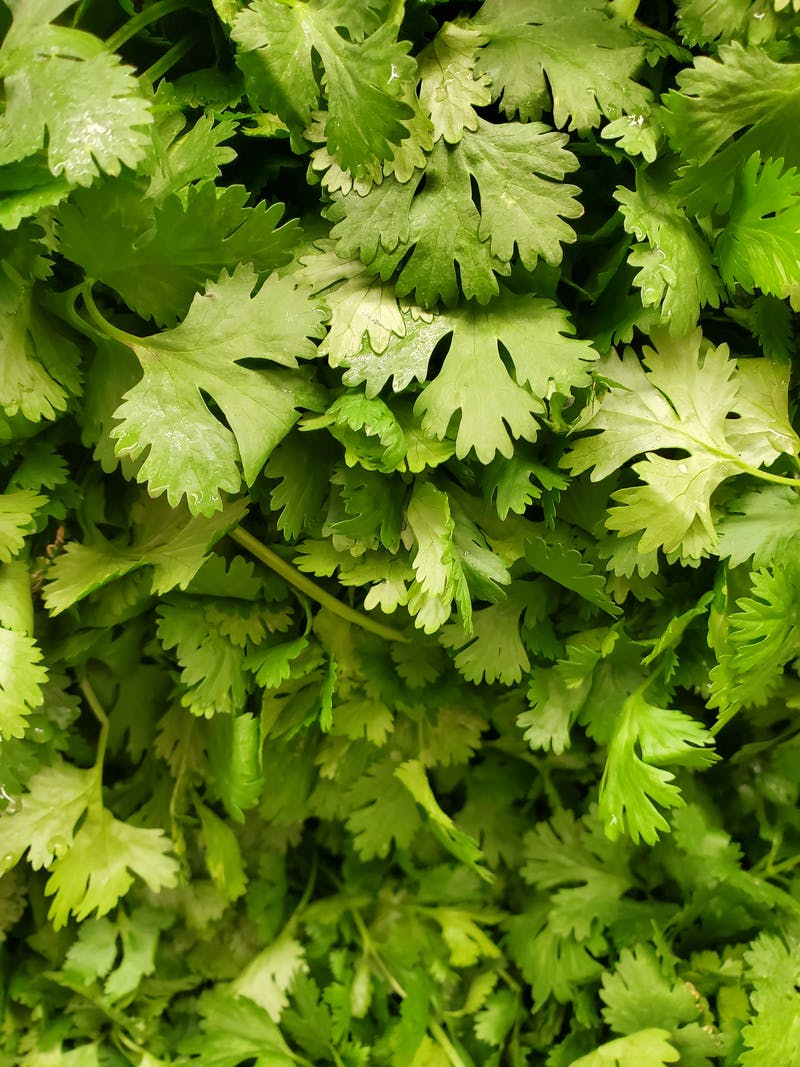 Fresh cilantro growing in a garden.