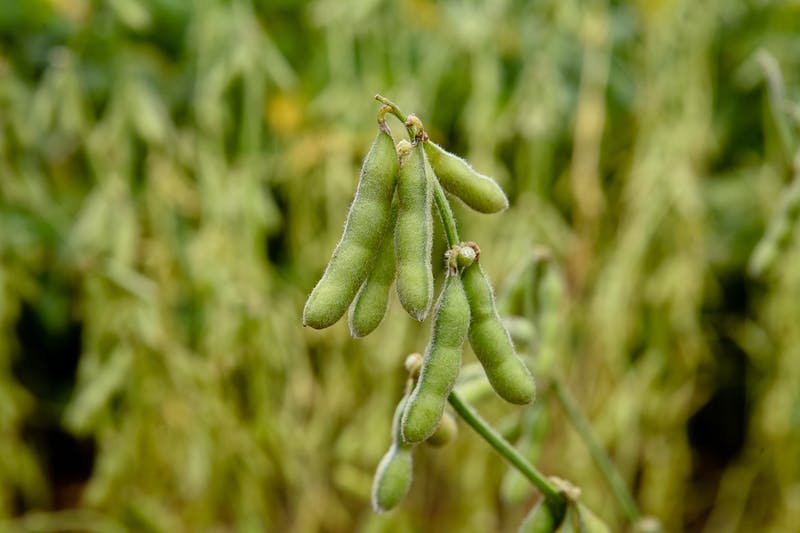 Green edamame pods growing on a plant.