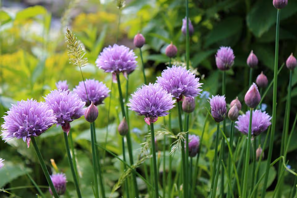 Fresh green chives growing in garden soil.