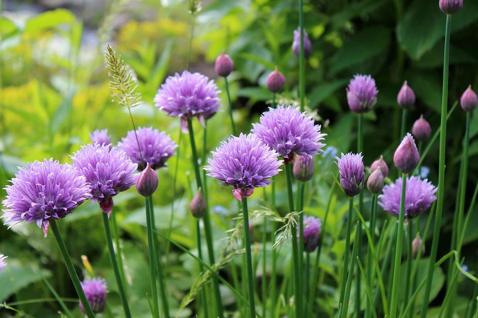Fresh green chives growing in garden soil.