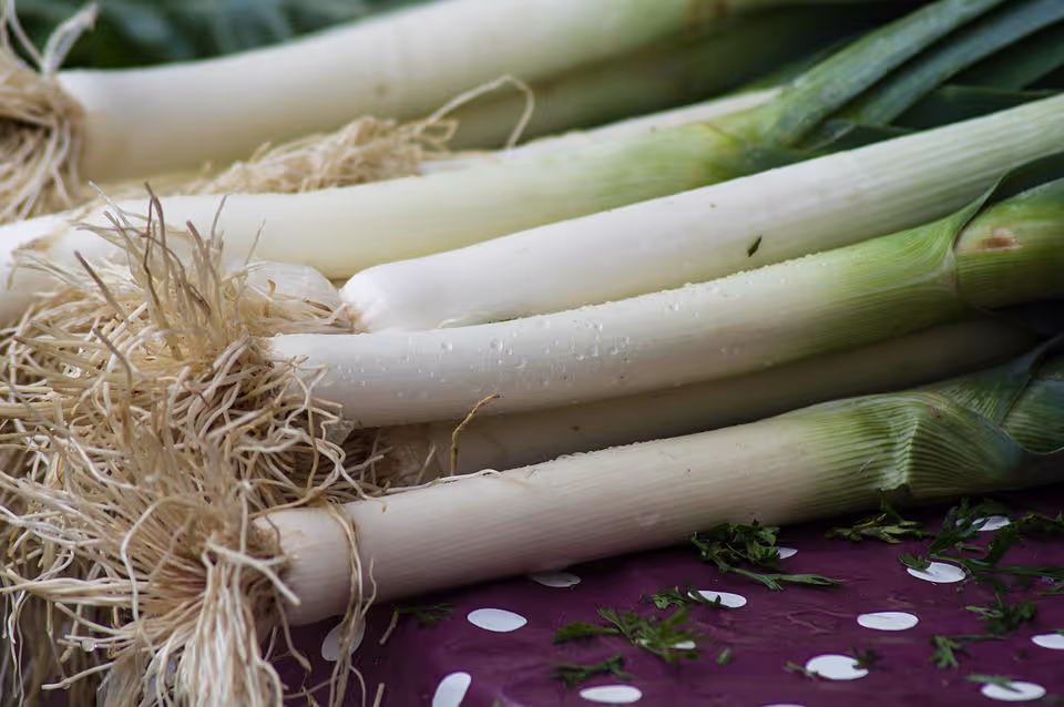 Green leeks growing in garden soil.