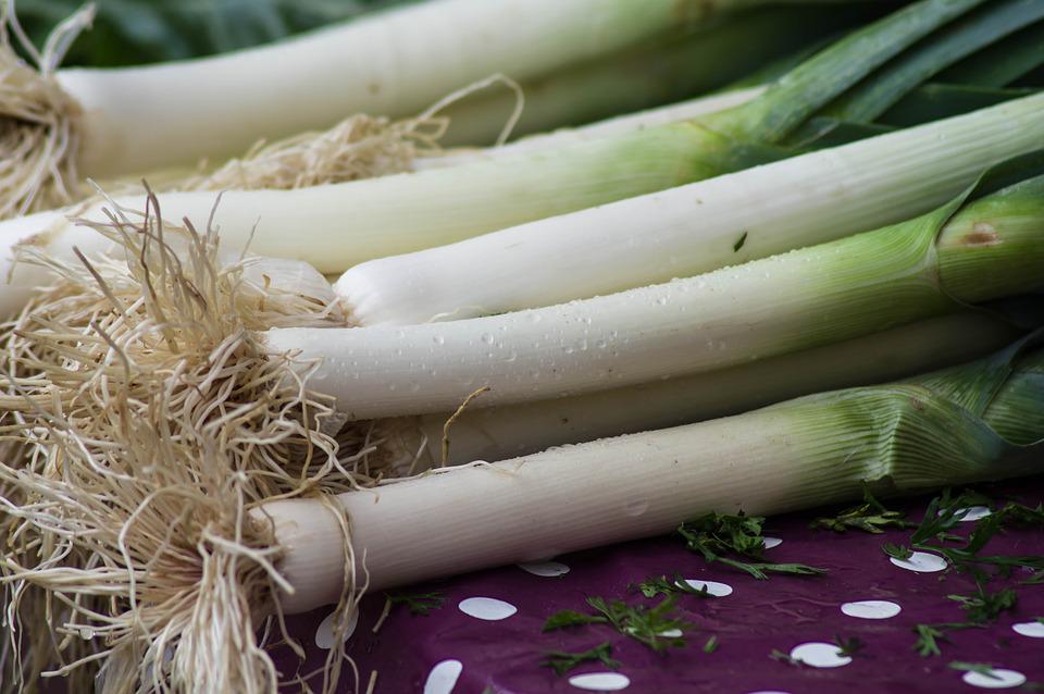 Green leeks growing in garden soil.