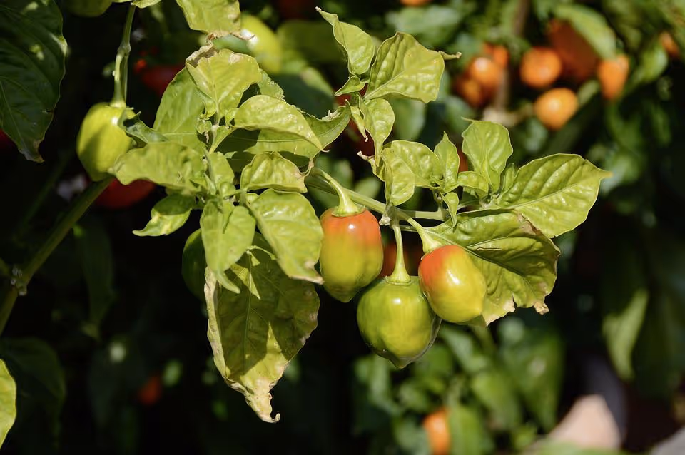 Green jalapeno peppers growing on a plant.