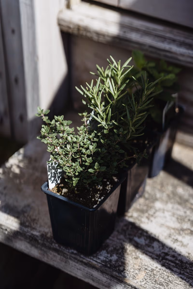 Healthy thyme plants growing in a garden.