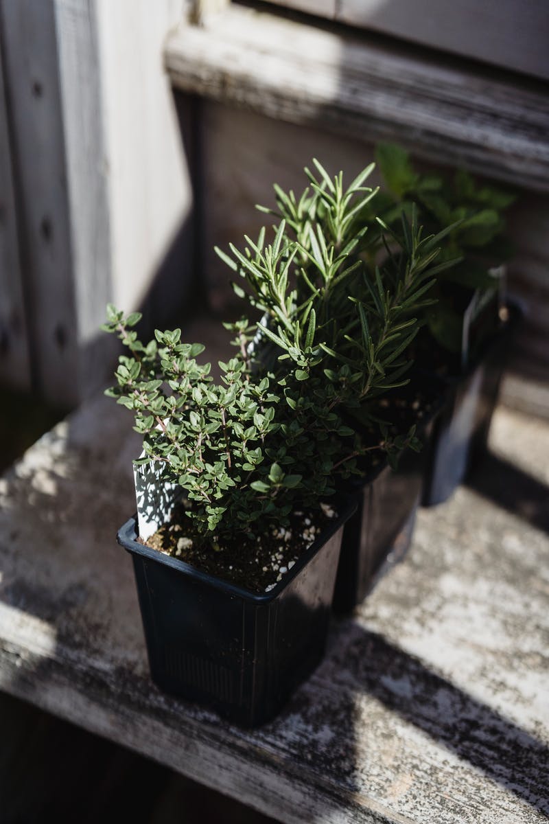 Healthy thyme plants growing in a garden.