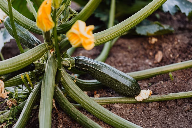 Healthy zucchini plant growing in a garden.