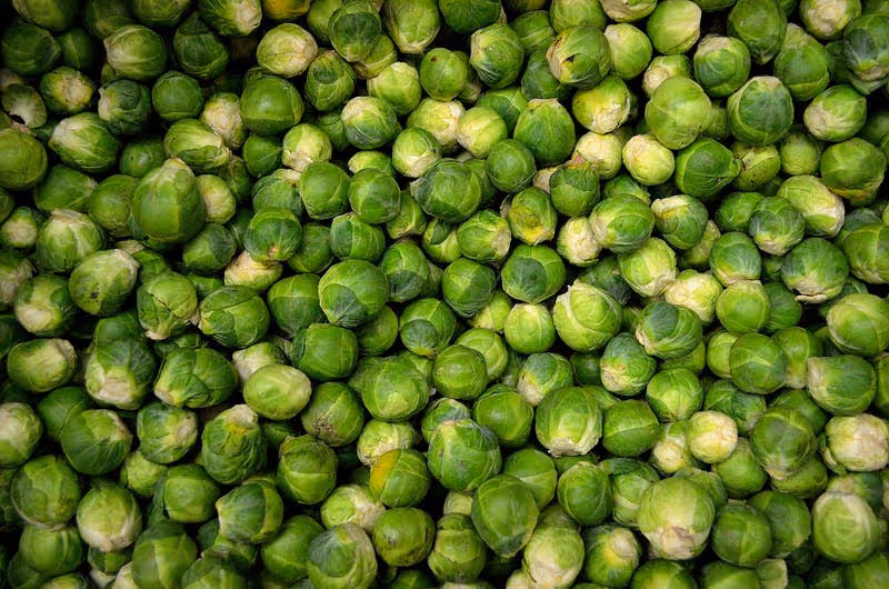 Brussels sprouts growing on a plant in the garden.