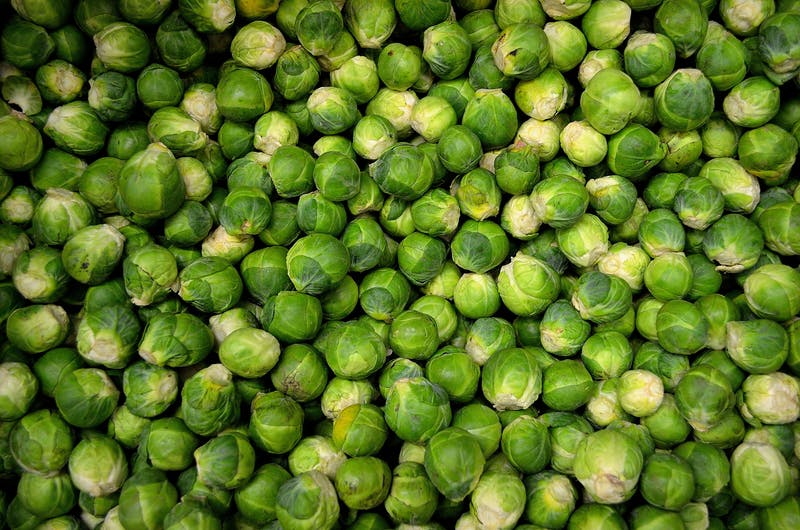 Brussels sprouts growing on a plant in the garden.
