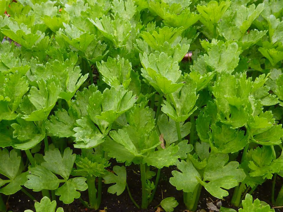 Celery plants growing in garden soil.
