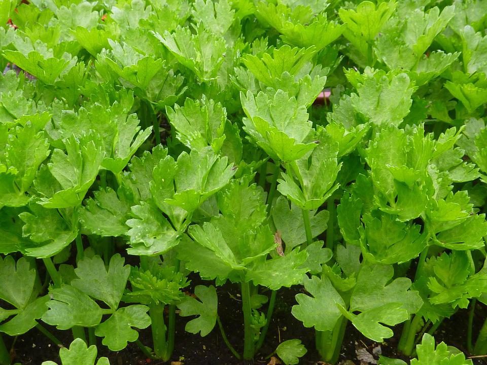 Celery plants growing in garden soil.