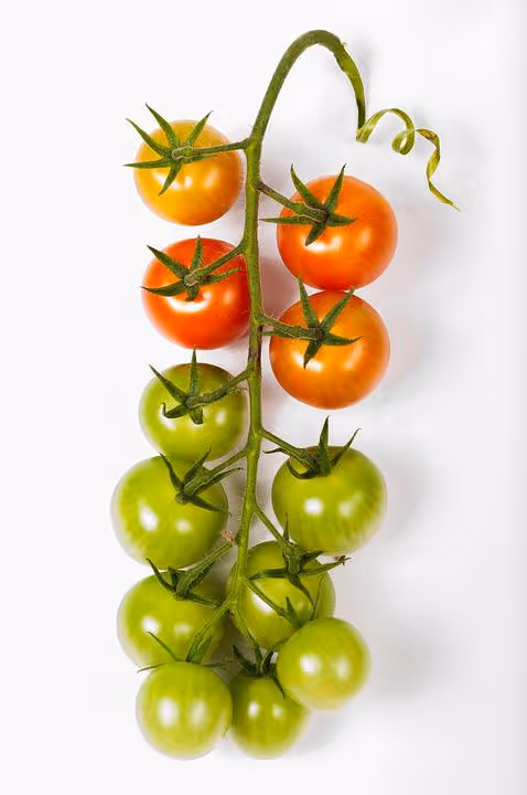 Cherry tomatoes growing on the vine.