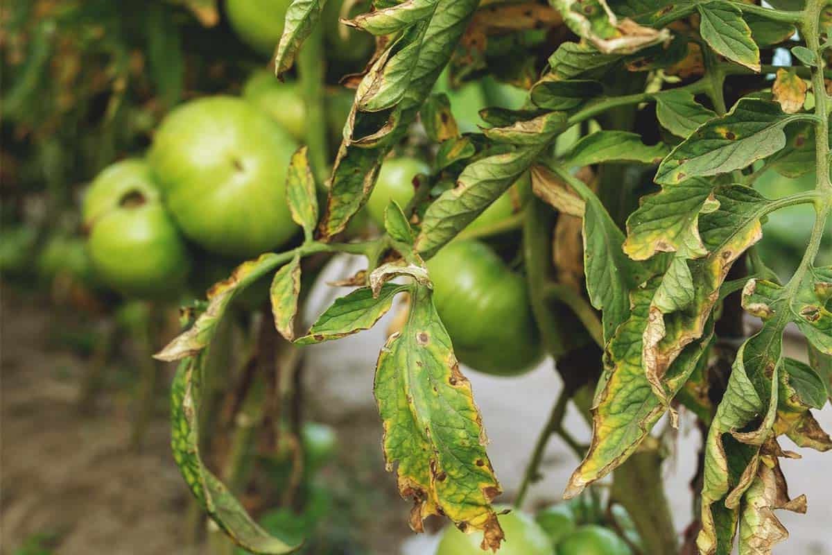 Plant showing yellowing, wilted leaves typical of Fusarium Wilt.