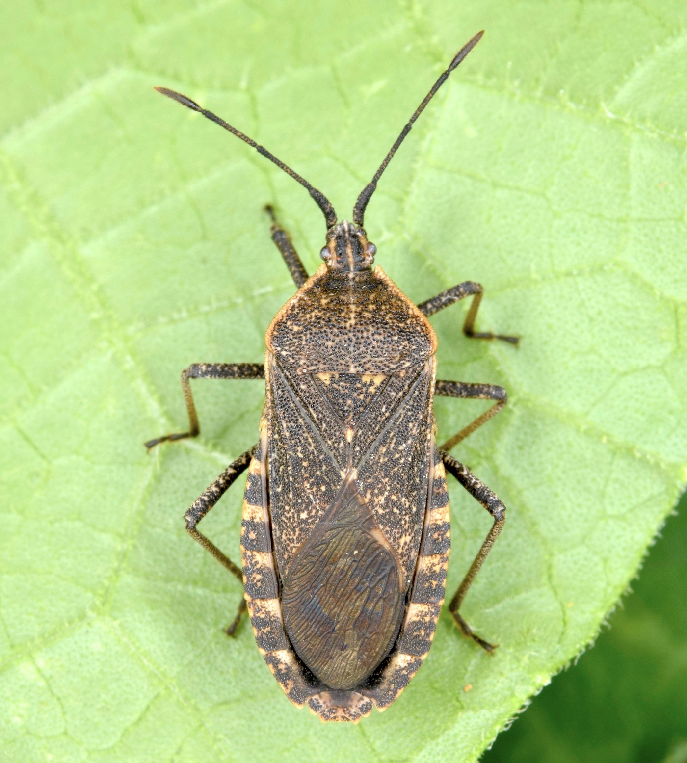 Squash bugs on a plant leaf.