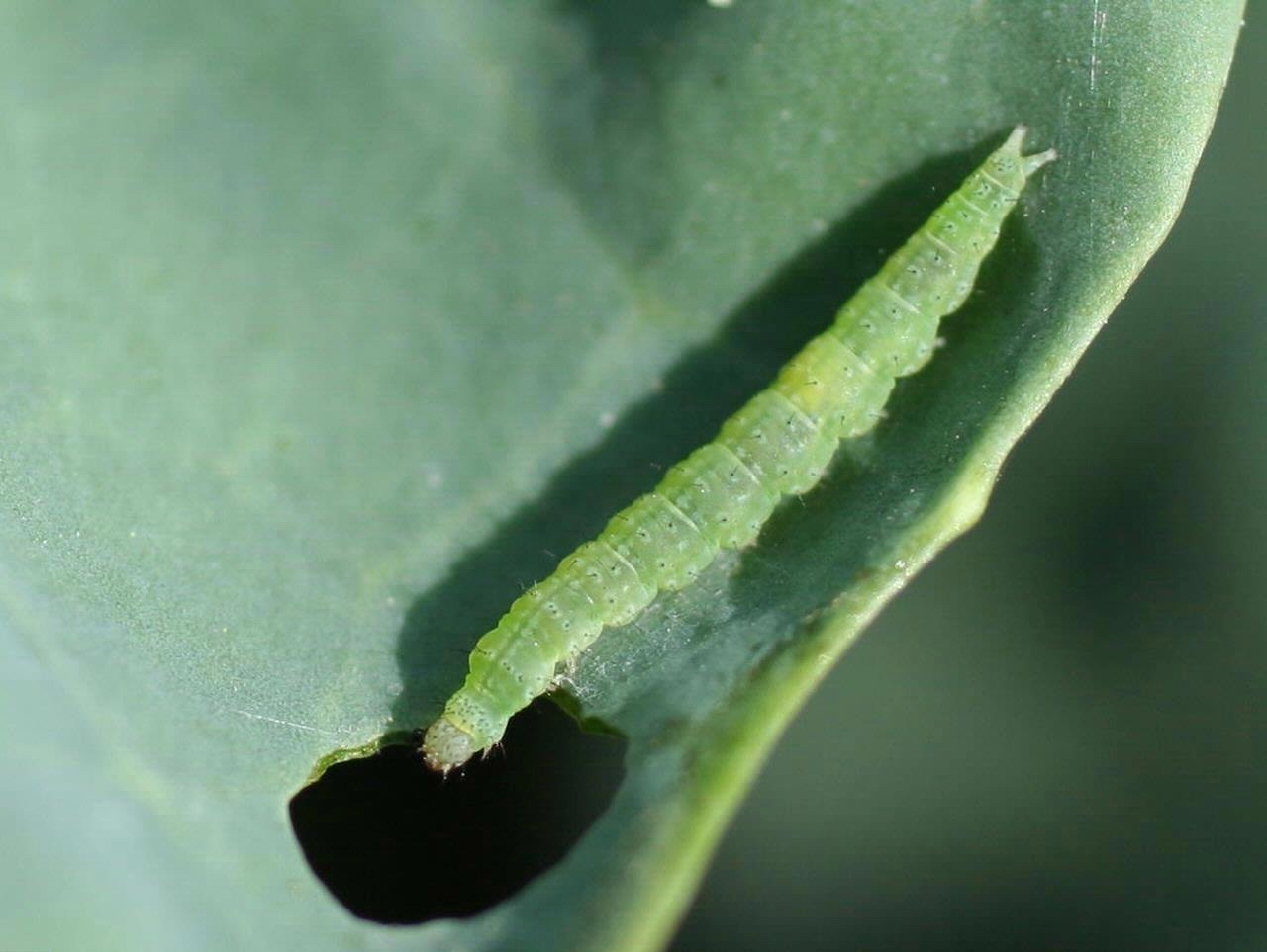 Green cabbage worms feeding on cabbage leaves.