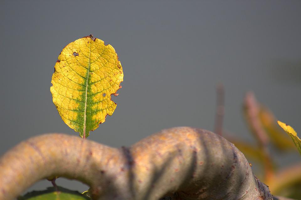 Plant leaves turning yellow.