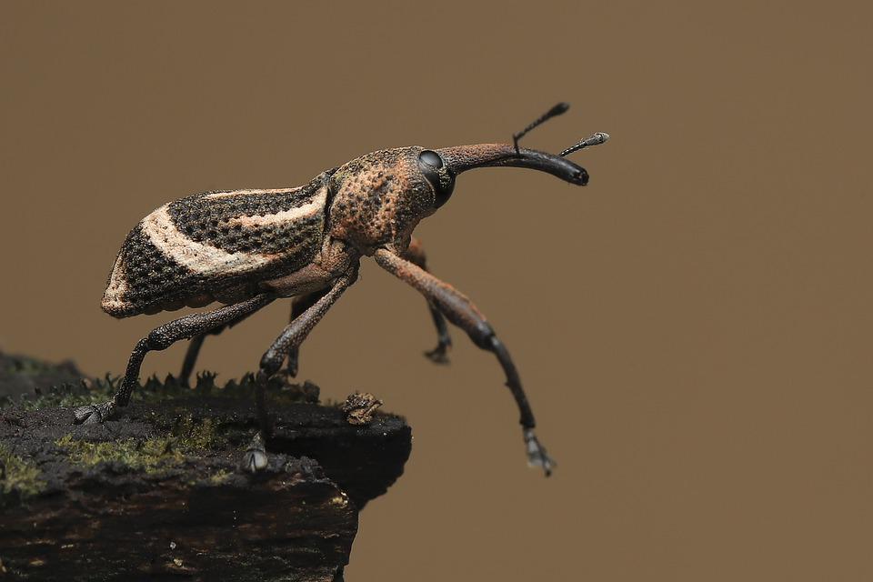 Weevils on a plant leaf.