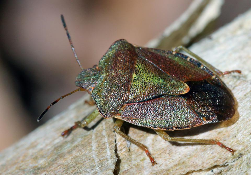 Several stinkbugs on a plant leaf.