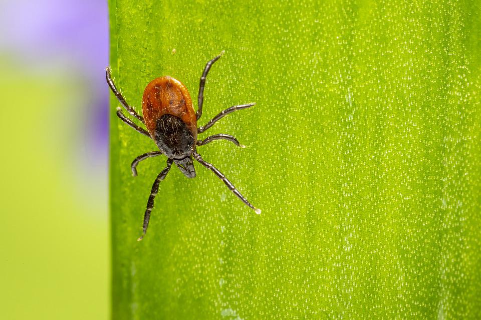 Spider mites infesting a plant leaf.