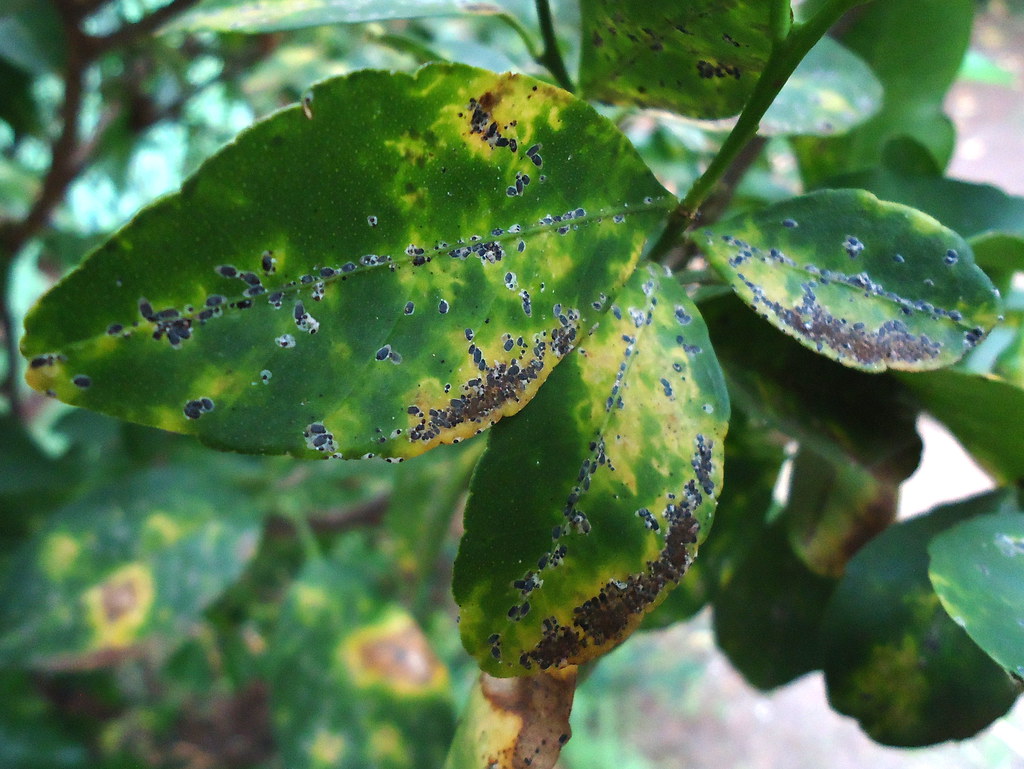 Scale insects infesting a plant stem and leaves.