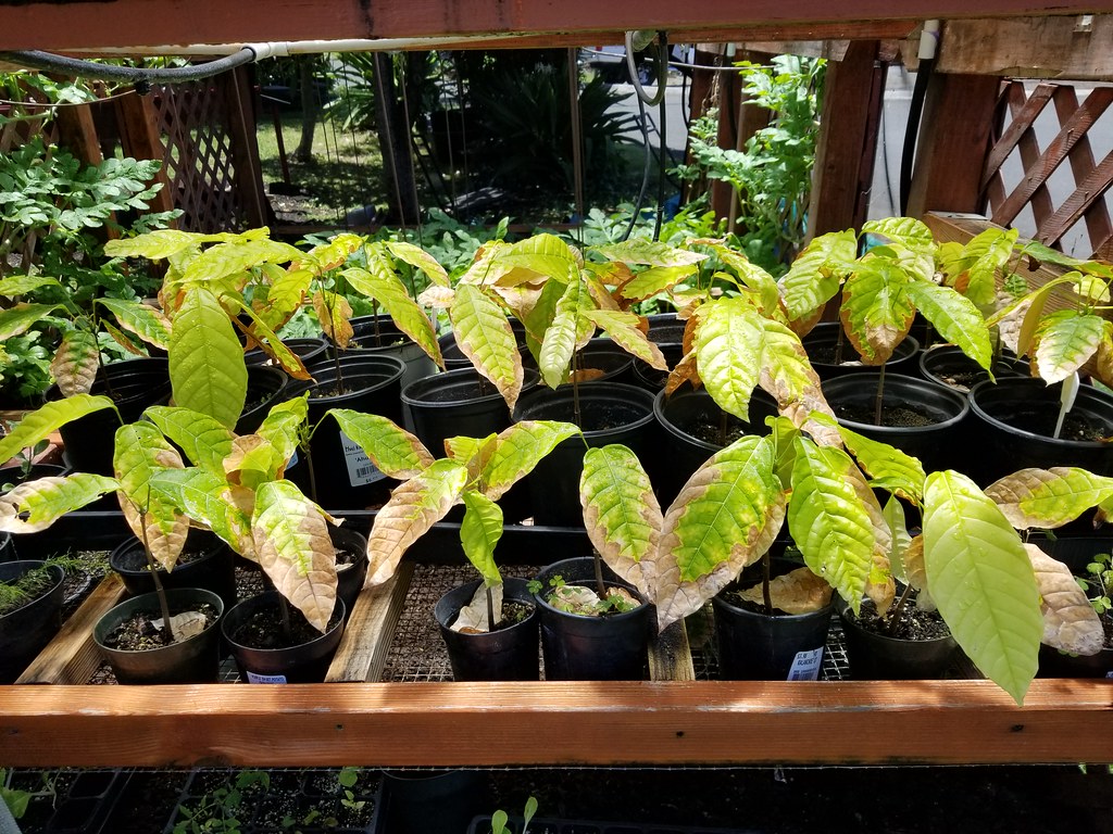 Dry, scorched plant leaves damaged by heat.