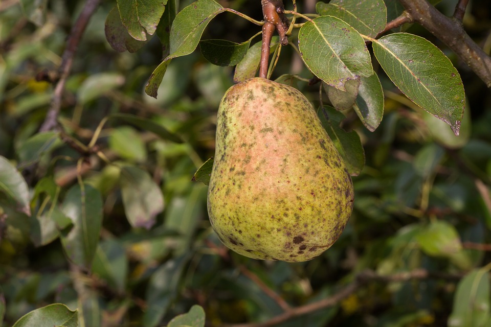Plant leaves infected with plant scab, showing characteristic scaly lesions.