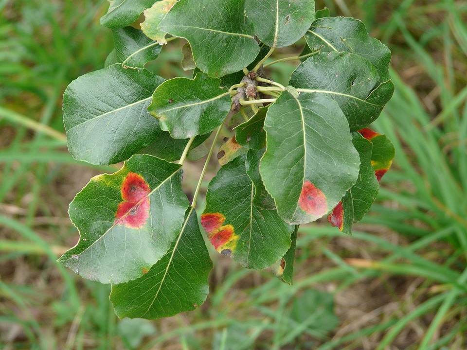 Plant leaves showing characteristic orange-brown rust spots.