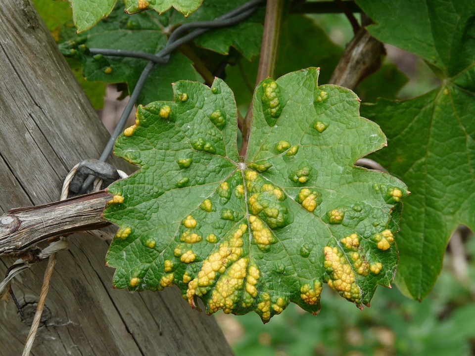 Garden mites on a plant leaf.