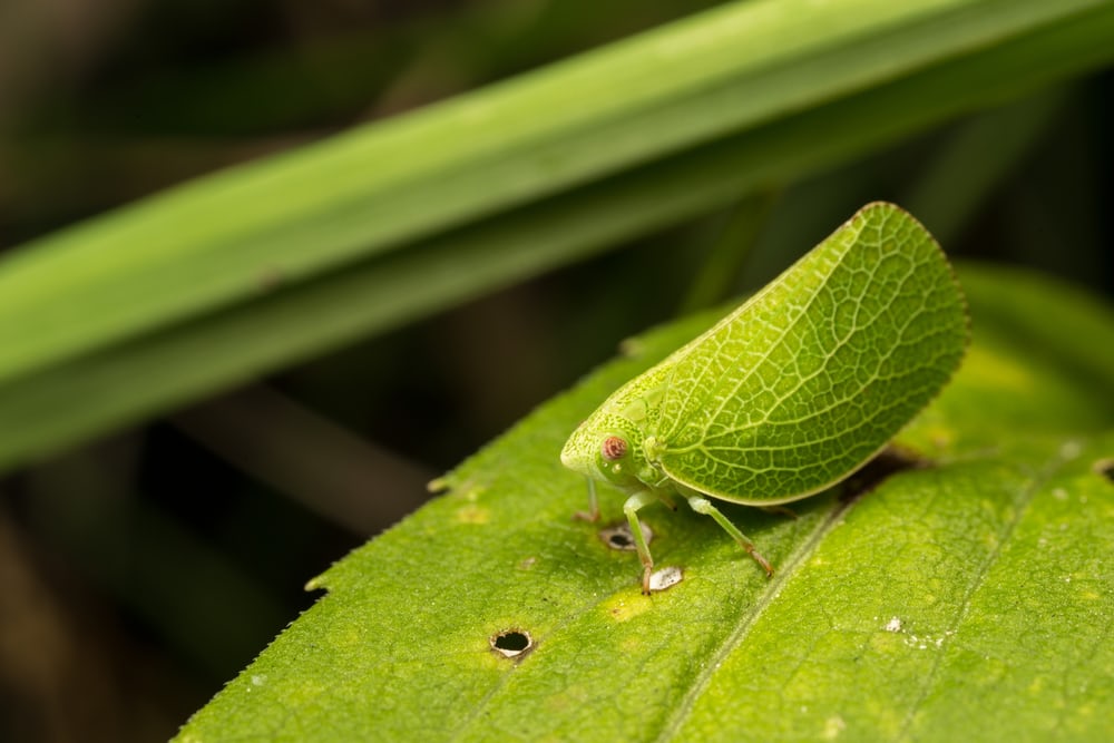 Leafhoppers on a plant leaf.