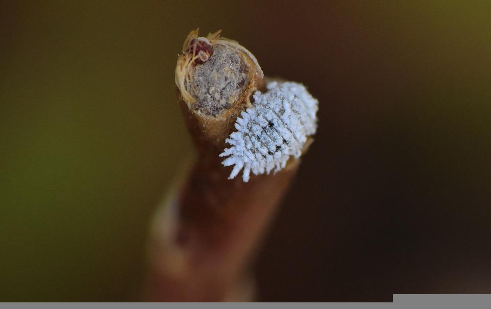 Mealybugs on a plant stem and leaves.