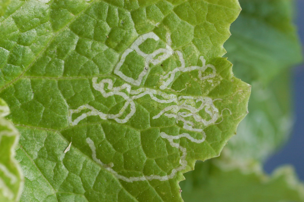 Leafminer damage showing winding trails on a leaf.