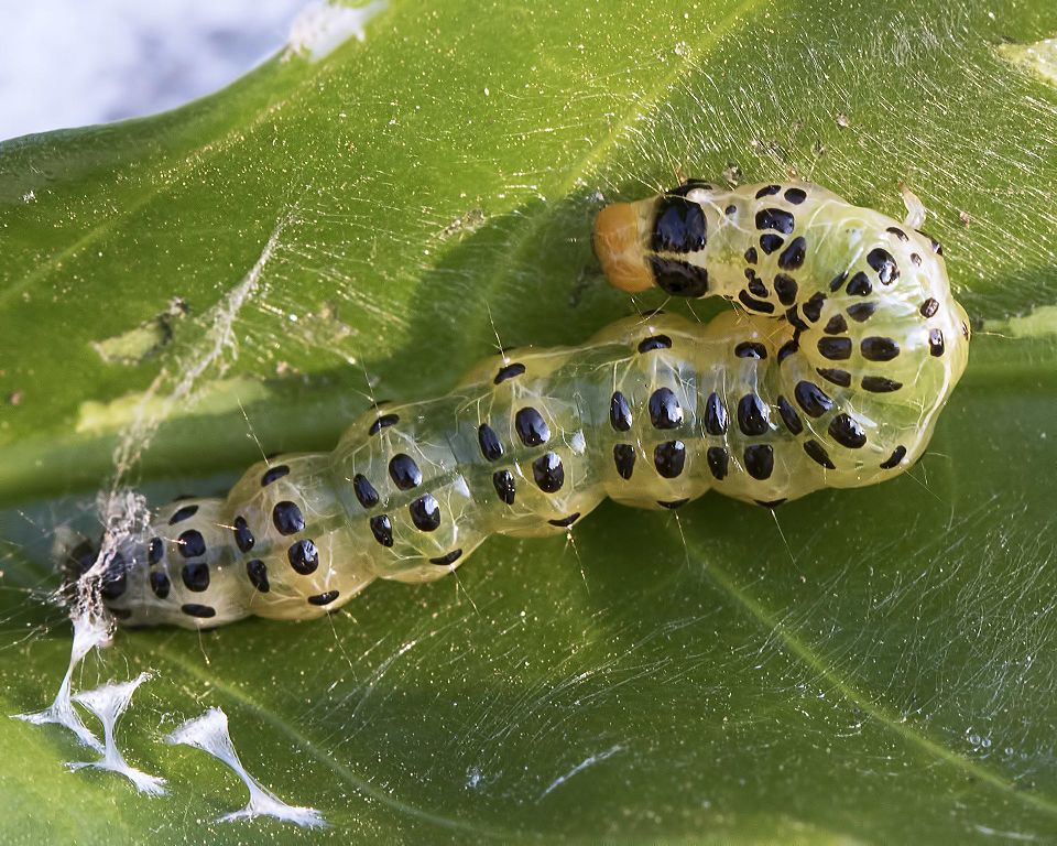 Leaf roller caterpillars damaging plant leaves.
