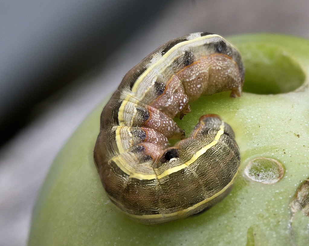 Fruit worm pests damaging ripe fruit on a plant.