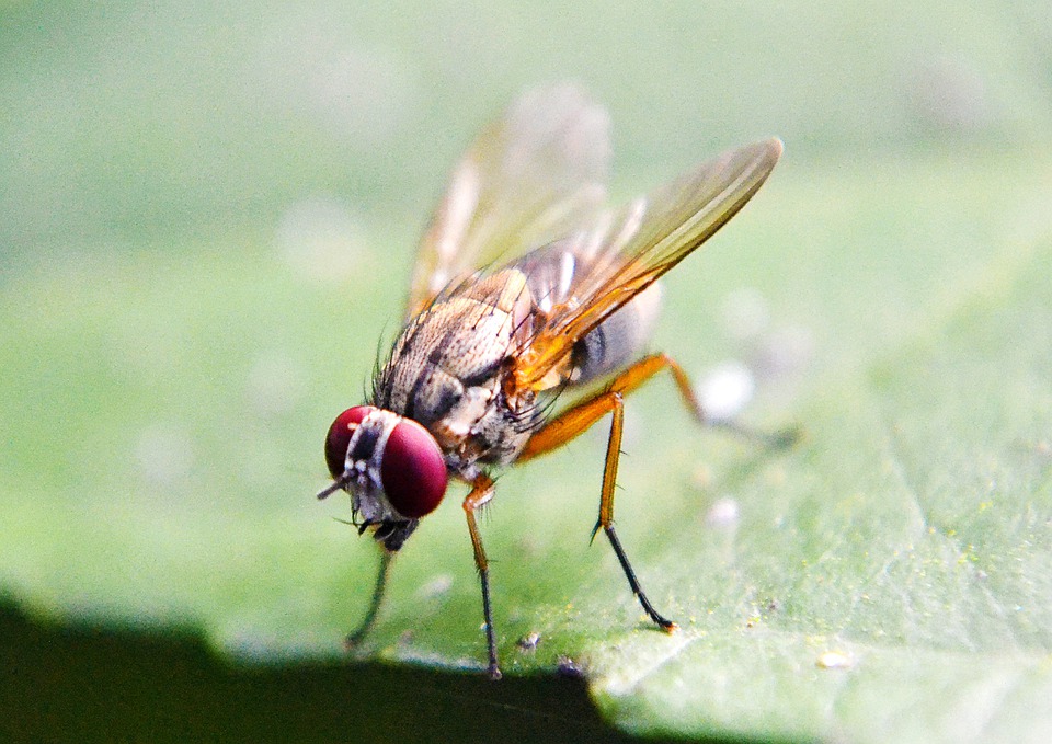 Fruit flies gathered around ripe fruit.