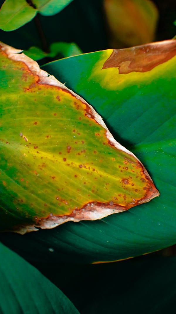 Plant leaves showing brown, dry edges and tips indicative of fertilizer burn.