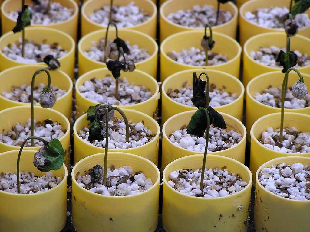 Seedlings wilting and collapsing due to damping off disease.