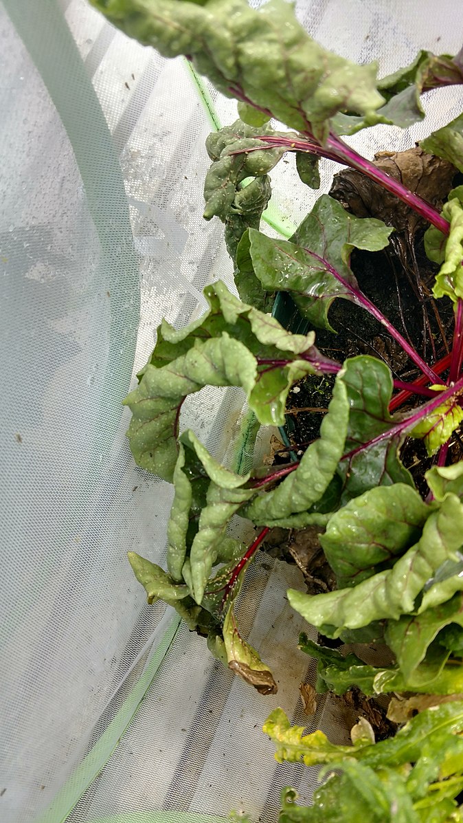 Plant showing typical curly top symptoms: curled, distorted leaves and stunted growth.