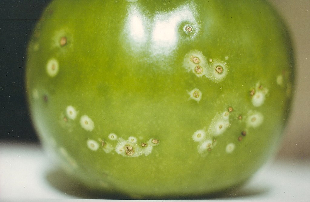 Tree branch showing typical symptoms of cankers.
